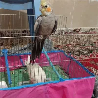 فروش عروس هلندی