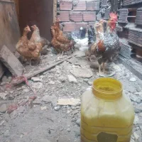 ۱۰تامرغ تخمی