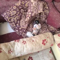 توله گربه نژاد Dsh