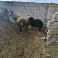 گوسفند بز قوچ