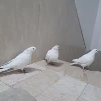 کبوتر کفتر|پرنده|ساوه, |دیوار