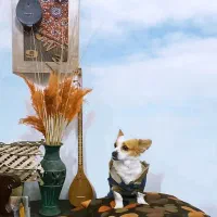 سگ گمشده|حیوانات|شیراز, دارالرحمه|دیوار