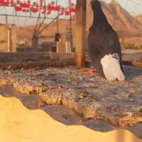 دم سفید|پرنده|قم, جمکران|دیوار