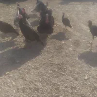 بوقلمون محلی 10 ماهه|حیوانات مزرعه|دیشموک, |دیوار