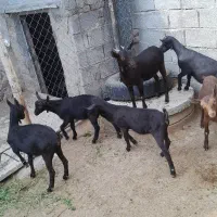 بز مورسیا اصیل وارداتی|حیوانات مزرعه|تبریز, |دیوار