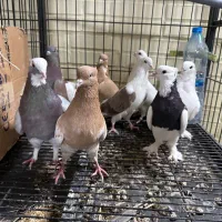 تعدادی کفتر