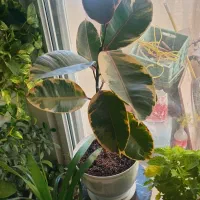 گل بنجامین.لیراتا|گل و گیاه طبیعی|چهاردانگه (تهران), |دیوار