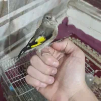 سهره نر گل انداخته|پرنده|ساوه, |دیوار