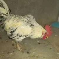 خروس محلی زیبا و سنگین کوهچنار|حیوانات مزرعه|کوه چنار, |دیوار