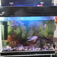 آکواریوم بزرگ|ماهی|فردیس, سرحدی|دیوار