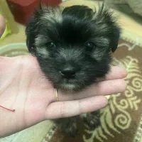 شیتزو کراس  دو ماه و نیم