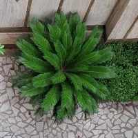 سیکاس گل گیاه باغ