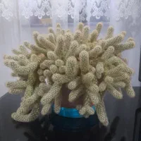 کاکتوس زربفت