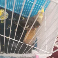 خرید و فروش عروس هلندی دستی|پرنده|تربت جام, فاز ۱ فرهنگیان|دیوار