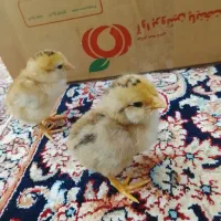 جوجه لاری اصیل با تخفیف