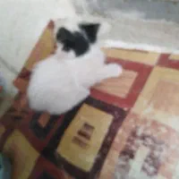 4عدد بچه گربه