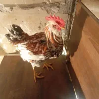 خروس وطاقچه گلین اصل