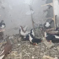 فروش کبوتر یا کفتر