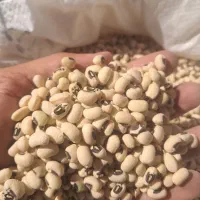 لوبیا آشی محلی(چشم بلبلی) آوردم براتون|خوردنی و آشامیدنی|کوهدشت, |دیوار