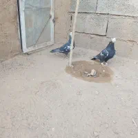 سینه افغان|پرنده|خواف, |دیوار