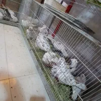 کبوتر پرشی|پرنده|مشکین‌دشت, |دیوار