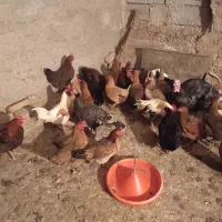 مرغ تخم گذار