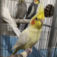 20عدد عروس هلندی