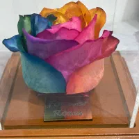 گل رز جاویدان هفت رنگ|گل مصنوعی|پاکدشت, پاکدشت (مامازند)|دیوار