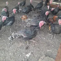 برنز انگلیسی بوقلمون|حیوانات مزرعه|تربت‌حیدریه, پائین ولایت|دیوار