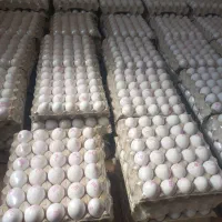 استخدام ۲نفرنیروی خانم جهت سورتینگ تخم مرغ
