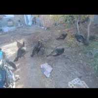 فروش ۶عدد بوقلمون ویک خروس|حیوانات مزرعه|شبستر, |دیوار