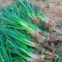 تر پیاز|گل و گیاه طبیعی|آبپخش, |دیوار