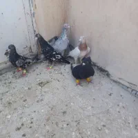 کفتر کبوتر