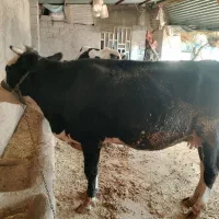 دو عدد گاو وگوساله