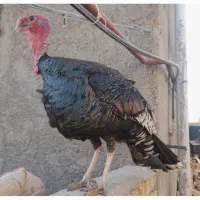 بوقلمون نر یک ساله
