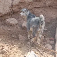 دوتا کره نر فروشی