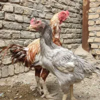 مرغ و خروس لاری