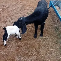 2عدد بز دورگ پاکستانی  درجه 1پر شیر