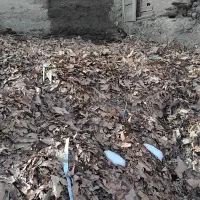 برگ درخت چنار