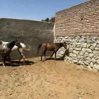 اسب نژاد ترک وعرب به بالاترین قیمت|اسب و تجهیزات اسب‌سواری|رودهن, |دیوار