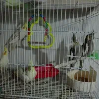 عروس هلندی نروماده