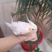 عروس هلندی|پرنده|سیرجان, |دیوار