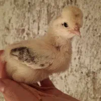 جوجه محلی دو هفته ای عمده و خرده