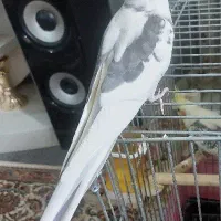 عروس هلندی جفت آلبینو دوکت سخنگو