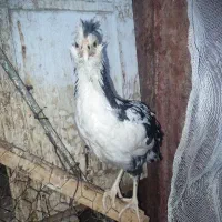 مرغ و خروس