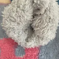 شلوار زمستانه لی خز دار|لباس|زنجان, |دیوار