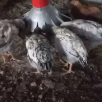 جوجه گلپایگانی