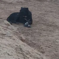 لاس قدرجونی