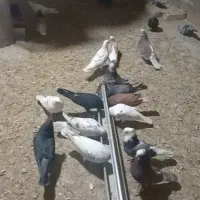 کفتر پرشی به شرط ساعت کفتر گروو کفتر عتیقه