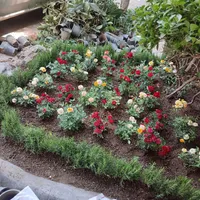 خدمات باغبانی گلکاری درختکاری تعویض خاک گلدون